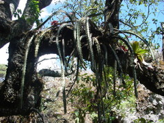 Disocactus speciosus