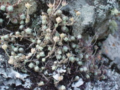 Sedum longipes