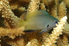 Pomacentrus nigromanus