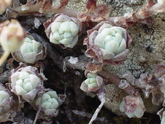 Sedum longipes