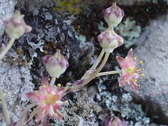 Sedum longipes