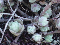 Sedum longipes