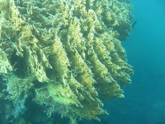 Millepora dichotoma