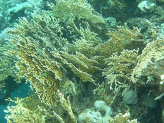 Millepora dichotoma