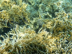 Millepora dichotoma