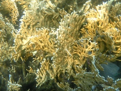 Millepora dichotoma