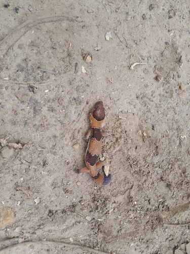 West African Fat-tailed Gecko