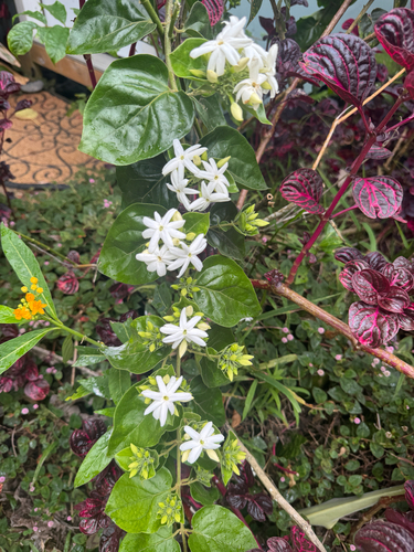 Jasminum multiflorum observed 2026-05-15