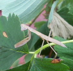 Tenodera sinensis