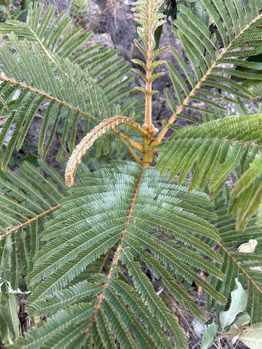 Mimosa claussenii observed 2026-05-19