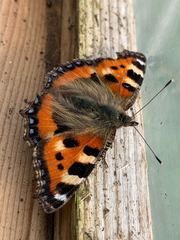 Aglais urticae