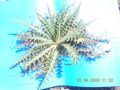 Cirsium ehrenbergii