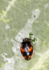 Nephus quadrimaculatus