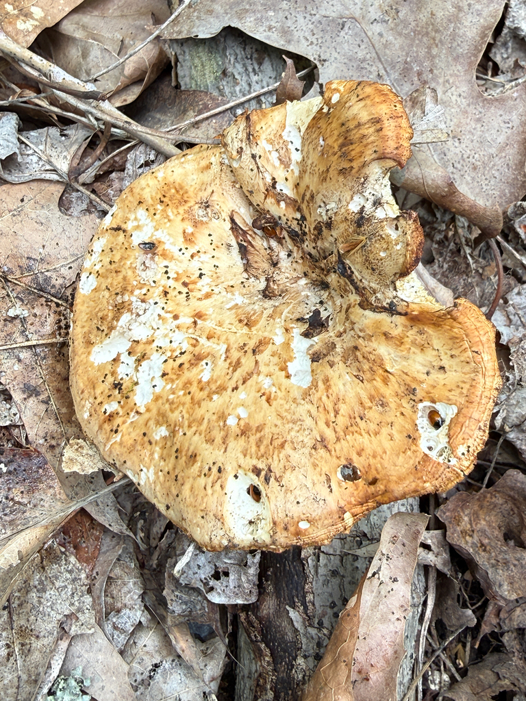 Dryad's Saddle · May 2026 · photo: Photo: (c) nebrooks, some rights reserved (CC BY) · iNaturalist