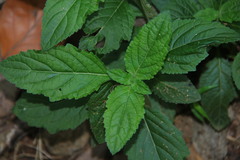 Leucas