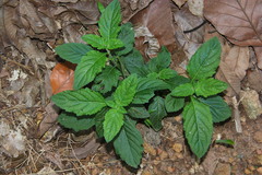 Leucas