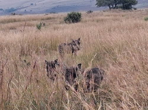 Southern Warthog