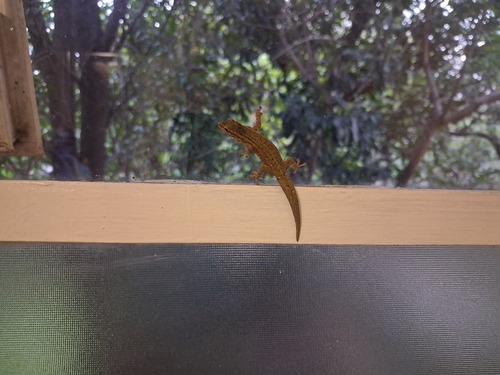 Common Dwarf Gecko
