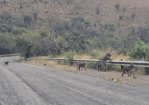 Chacma Baboon