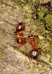Lasius brunneus
