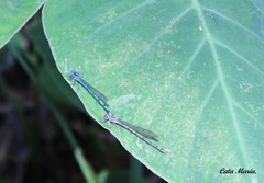 Argia tarascana