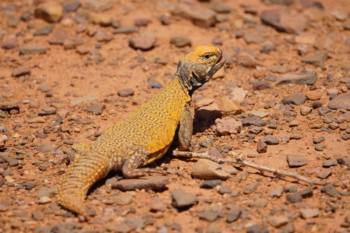 Moroccan Spiny-tailed Lizard