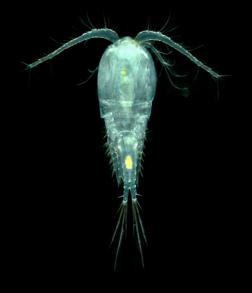 Mesocyclops leuckarti