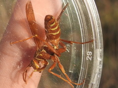 Polistes apachus texanus