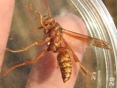 Polistes apachus texanus