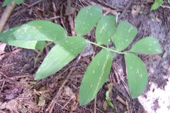Polygonatum multiflorum