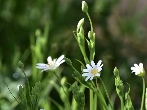 Stellaria holostea iNat (3)