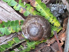 Xerarionta intercisa