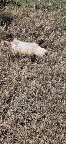 American Badger photographed in Kansas