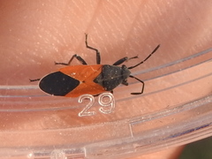 Melanopleurus belfragei