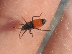 Melanopleurus belfragei