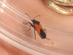 Melanopleurus belfragei