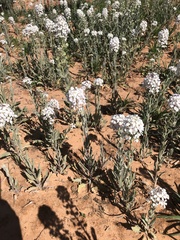 Dimorphocarpa candicans