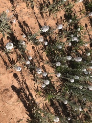 Dimorphocarpa candicans