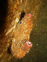 Pyura dura