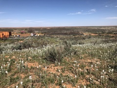 Dimorphocarpa candicans