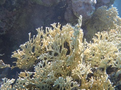 Millepora dichotoma