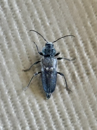 House Longhorn photo 6