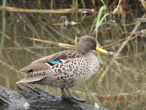 iNaturalist image