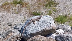 Dipsosaurus dorsalis dorsalis