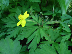 Ascochyta infuscans