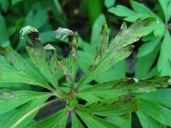 Ascochyta infuscans
