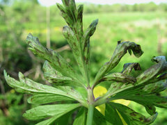 Ascochyta infuscans