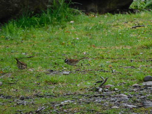 White-throated Sparrow