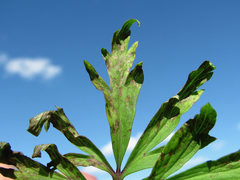 Ascochyta infuscans