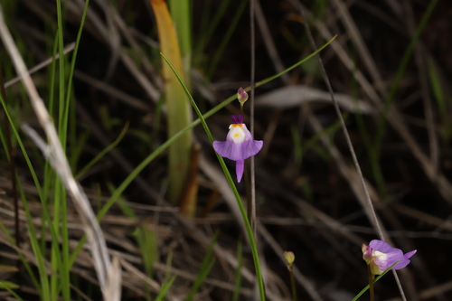 Utricularia warburgii Goebel